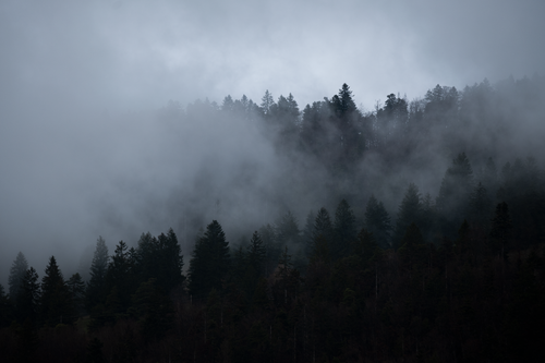 Free A serene misty forest captured in a dramatic aerial view, showcasing nature's tranquility. Stock Photo