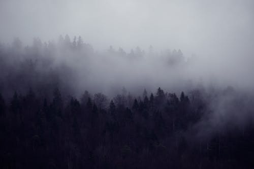 Kostnadsfria Kostnadsfri bild av dimma, natur, naturfotografering Stock foto
