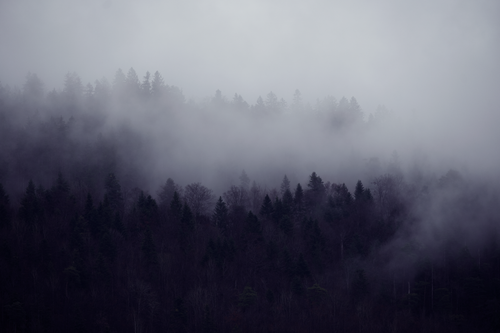 Free A serene misty forest landscape shrouded in fog during the morning. Stock Photo