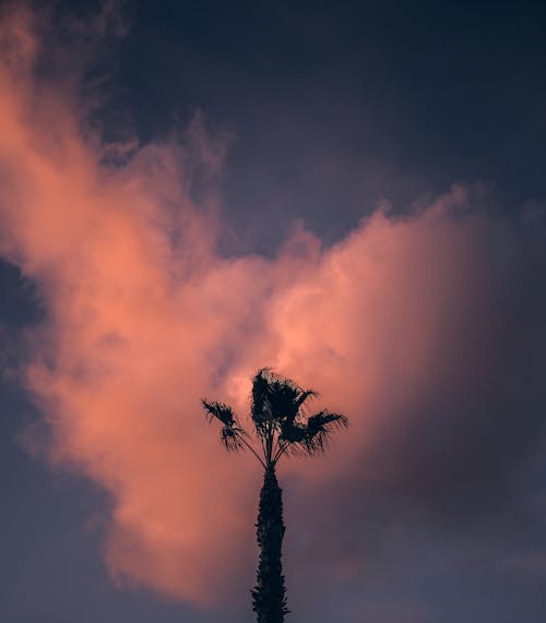 Бесплатное стоковое фото с вертикальный выстрел, вечер-небо, пальма