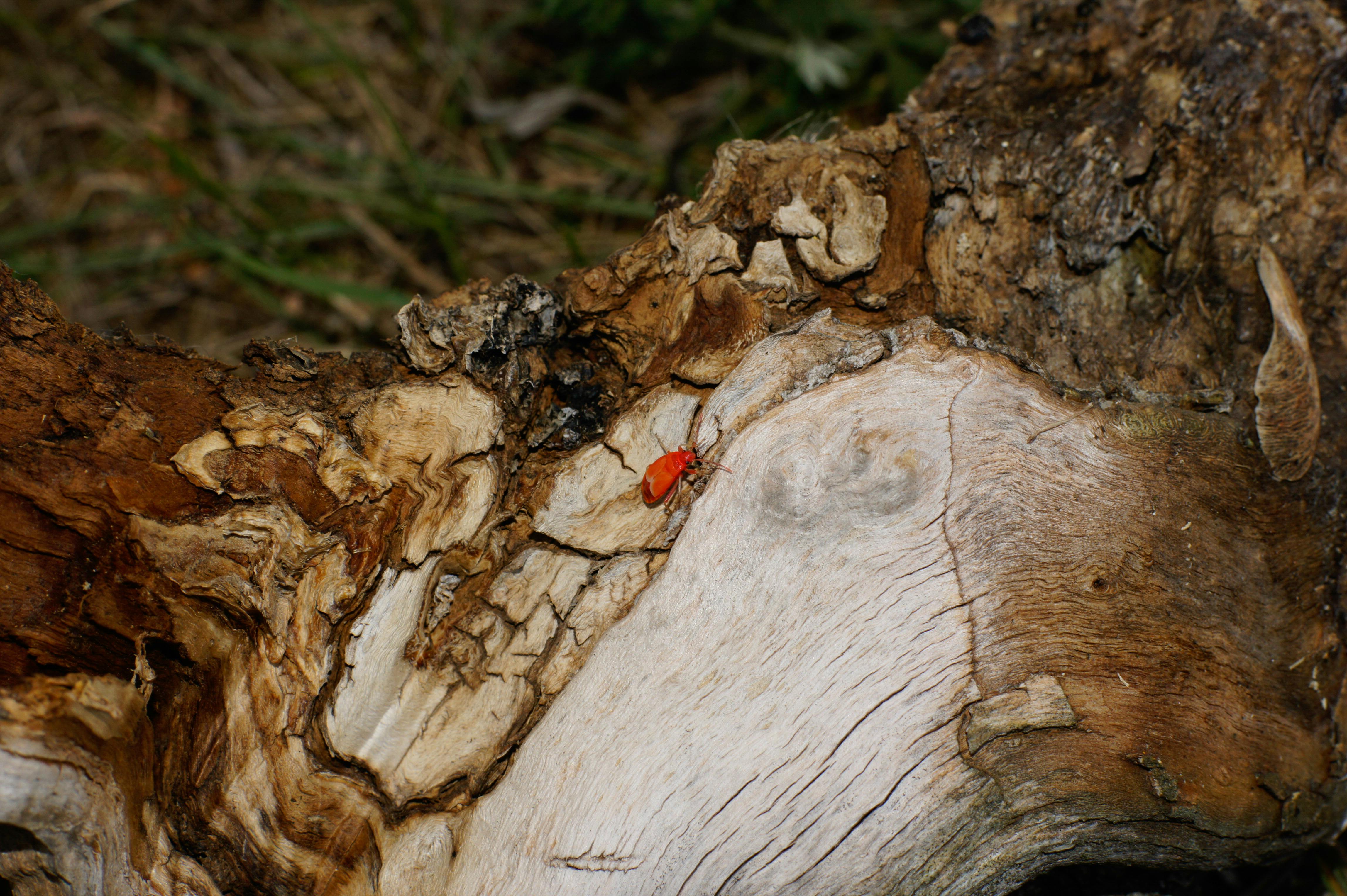 Free stock photo of animal, beetle, wood