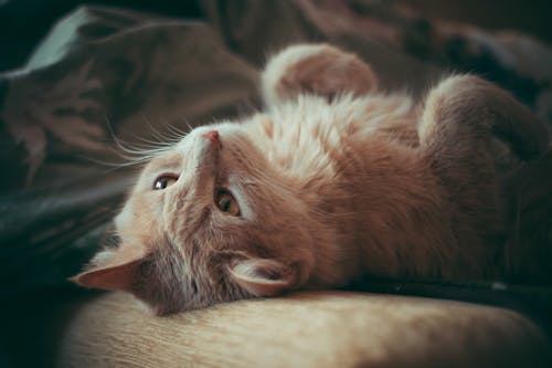 Cat on Cushion