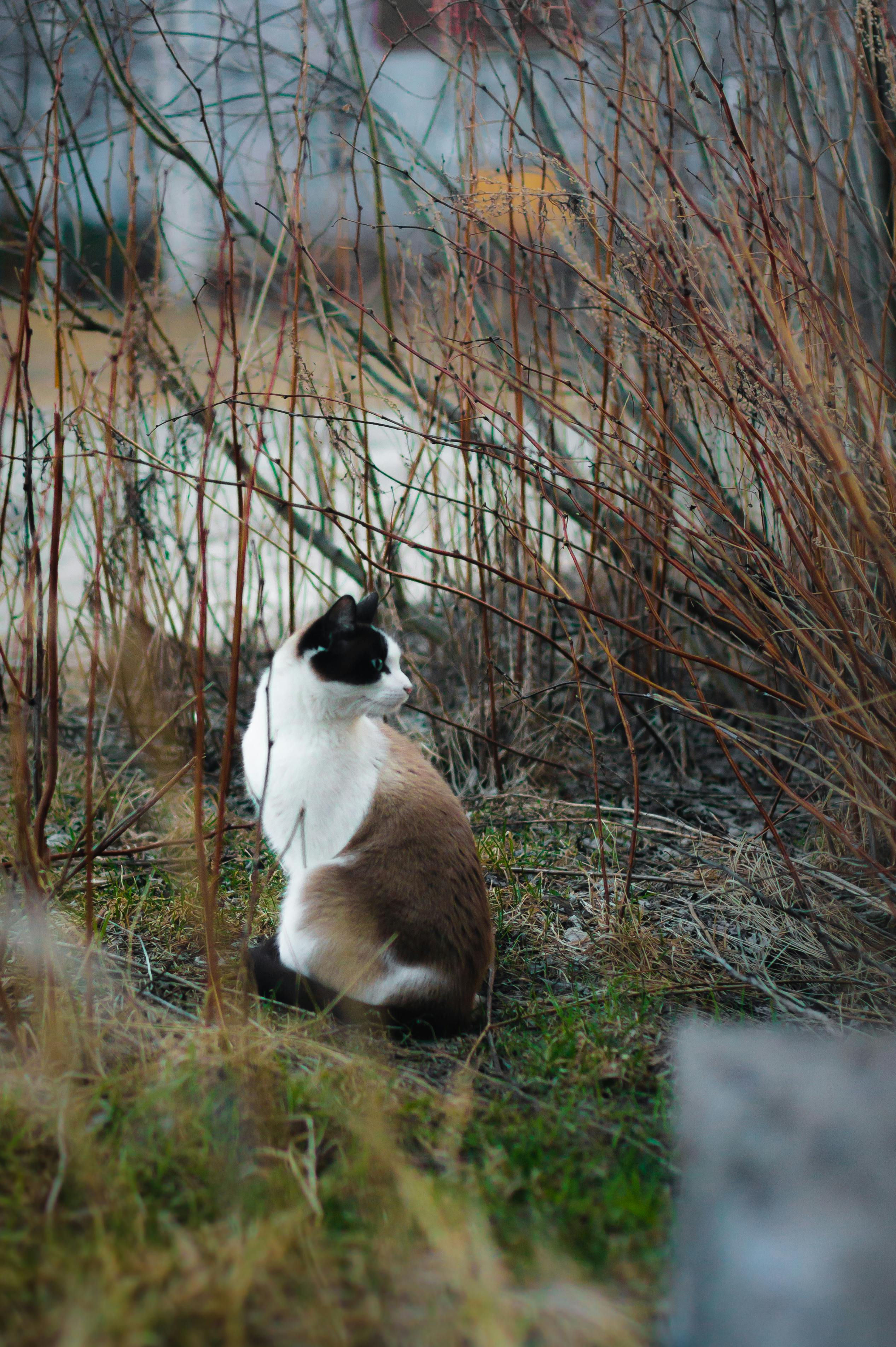 在俄罗斯苏尔古特，一只连体猫坐在干燥的冬草中
