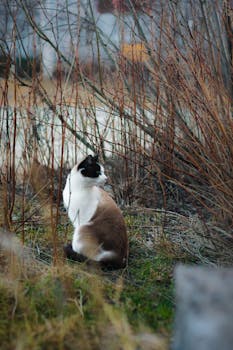 在俄罗斯苏尔古特，一只连体猫坐在干燥的冬草中
