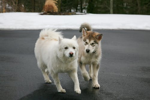 Photo of Dogs on Road