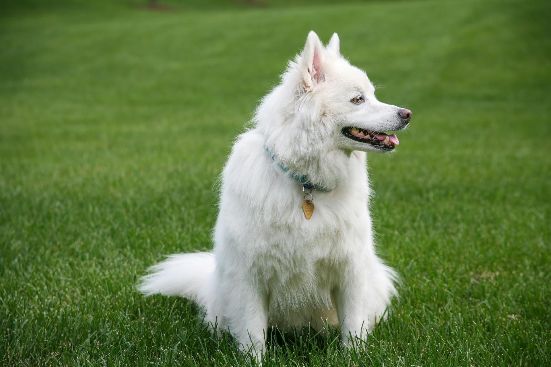 Närbild av en amerikansk eskimohund