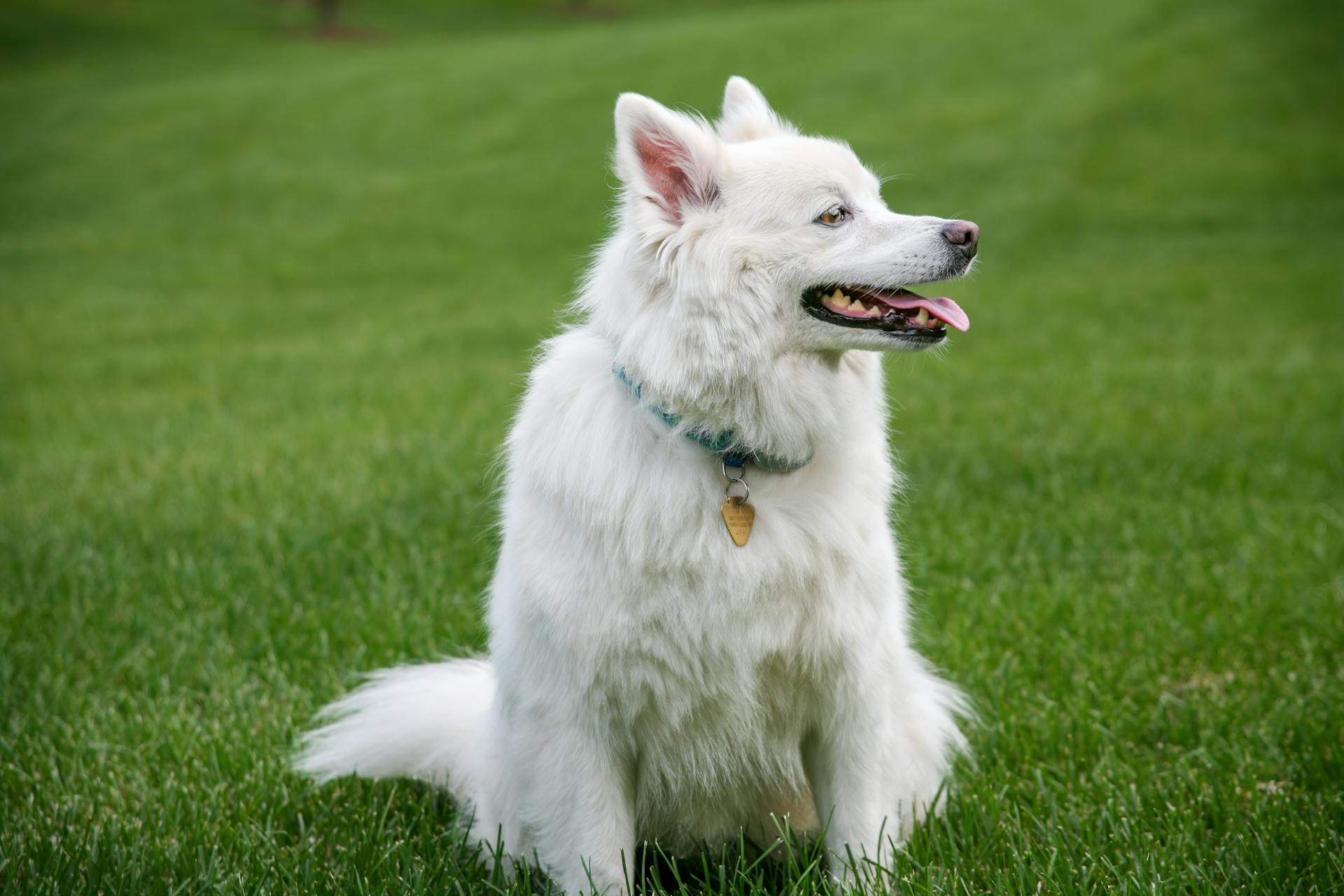 En amerikansk eskimohund på gräset