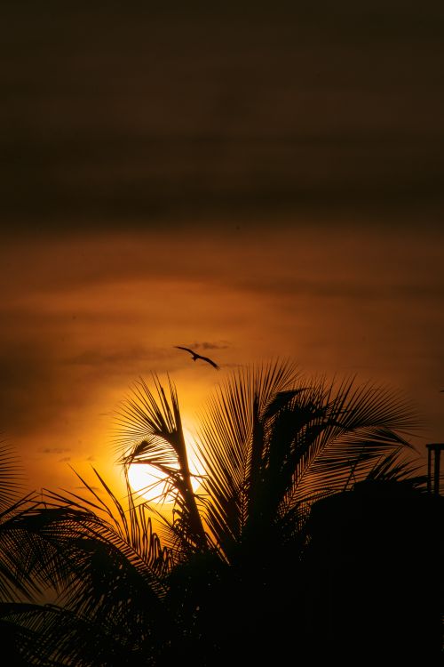 Free A breathtaking sunset with a silhouetted palm tree and flying bird, evoking a serene tropical atmosphere. Stock Photo