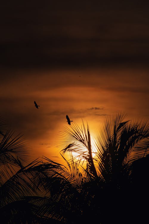 Silhouetted Palm Trees and Birds at Sunset 