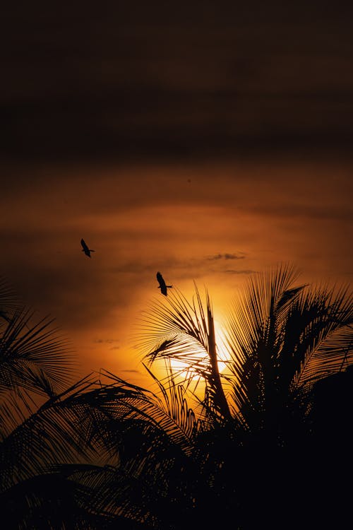 Fotos de stock gratuitas de animales, anochecer, aves