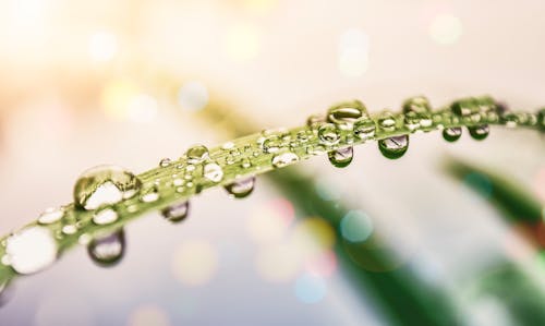 Dew Drops on Leaf