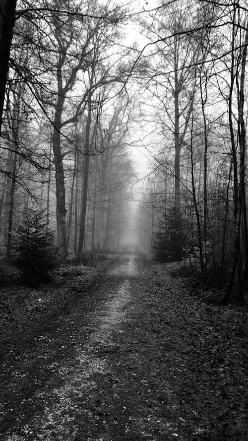 A Grayscale Photo of a Dirt Road Between Leafless Trees