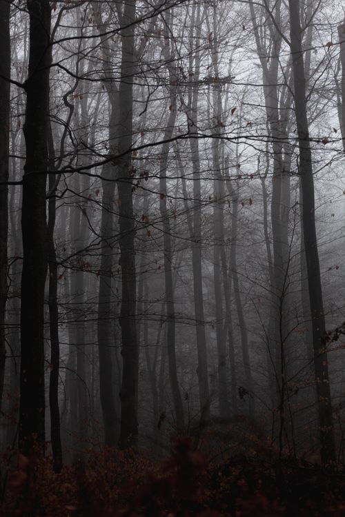 Free A foggy, eerie forest scene capturing the mysterious essence of autumn. Stock Photo