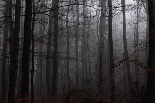 A serene and mysterious foggy forest with tall trees creating a moody atmosphere.. pexels, serene, mysterious