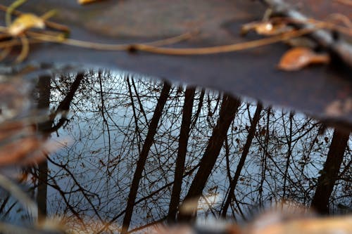 Foto d'estoc gratuïta de abstracte, arbres, bassal