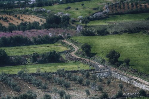 Free Aerial view of rural countryside with green fields and orchards under a clear sky. Stock Photo