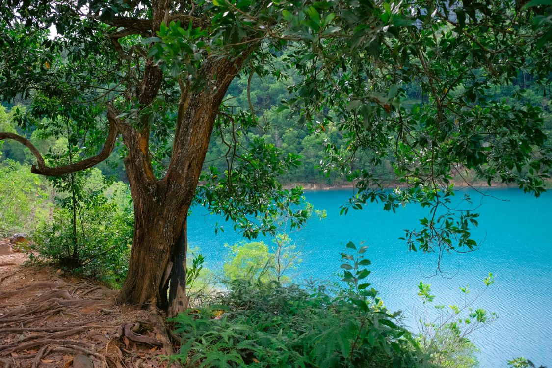 Water Tree Green Tree and Plants Along a Body of Water · Free Stock Photo
