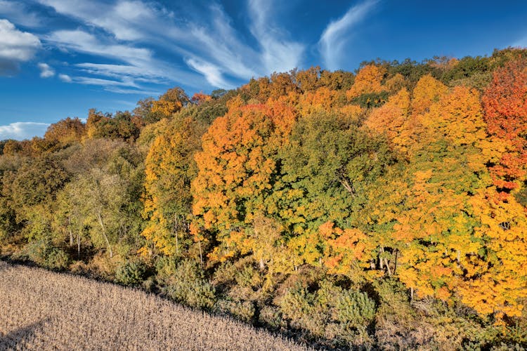 Yellow And Green Trees