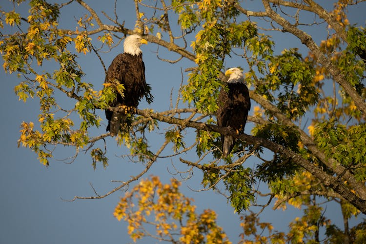 Eagles On A Tree Branch