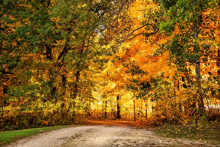 A View Of A Forest During Autumn