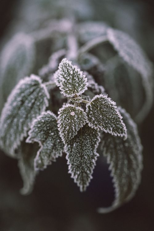 Free Close-up of frost-covered nettle leaves, showcasing intricate ice patterns in a winter setting. Stock Photo