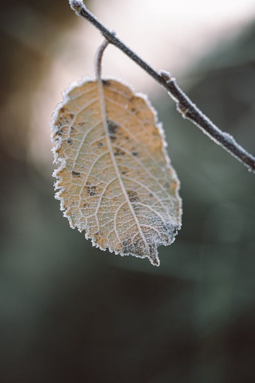 Hoarfrost on Autumn Leaf