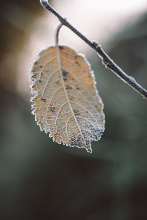 Free Detailed view of a frosted leaf on a branch, showcasing autumn's arrival and the delicate beauty of nature. Stock Photo