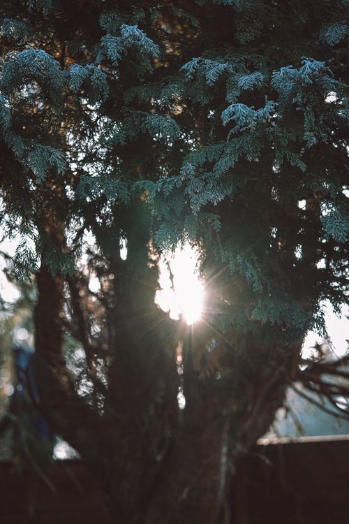 Free Frosted evergreen tree with sunlight peeking through its branches on a winter day. Stock Photo