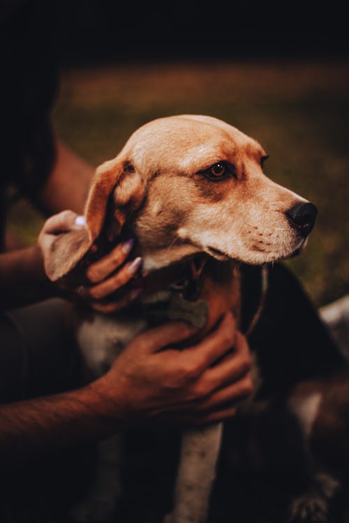 Foto stok gratis anjing, anjing beagle, binatang