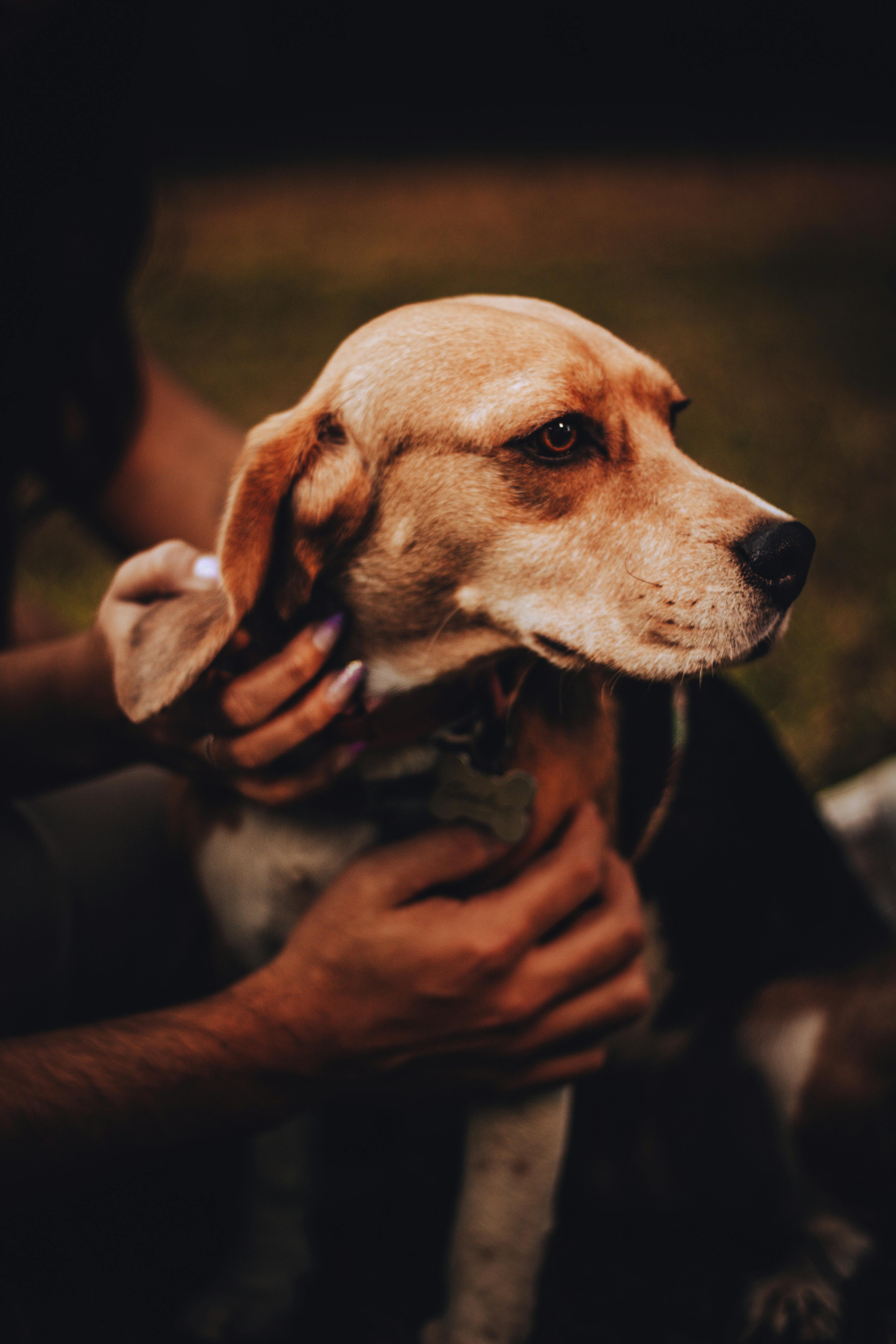 Person Petting a Dog · Free Stock Photo