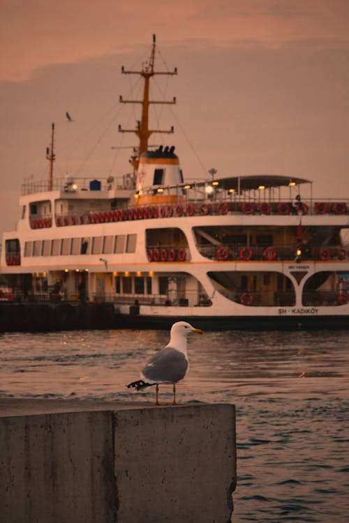 Free A Seagull near a Ferry Boat Stock Photo