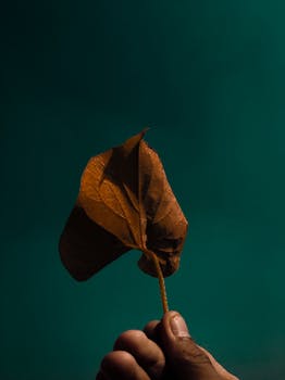 手握一片孤零零的干枯叶子，在青翠背景的映衬下，自然纹理清晰可见