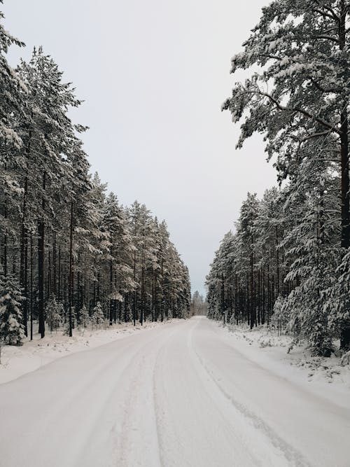 Snowy Road in a Forest 