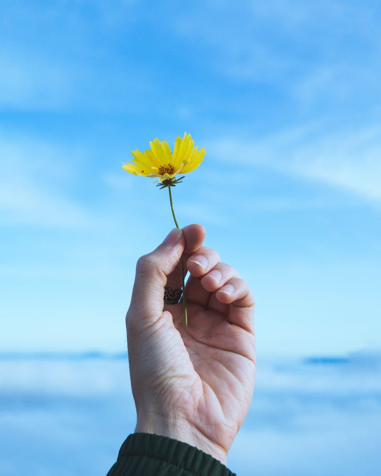 Male Hand Holding Yellow Flower