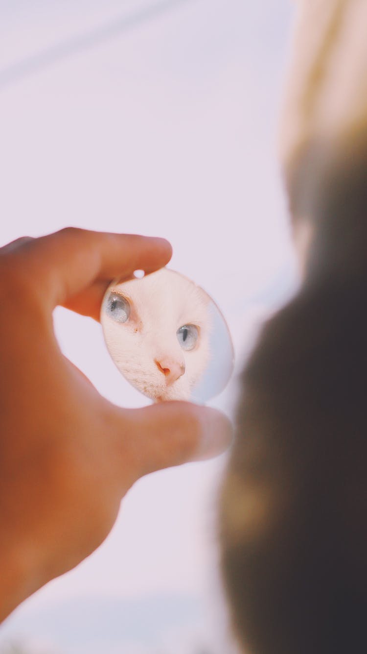 Mirror Reflection Of Cat