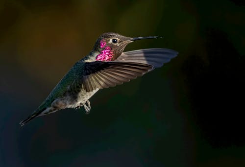 Základová fotografie zdarma na téma detail, fotografování zvířat, kolibřík