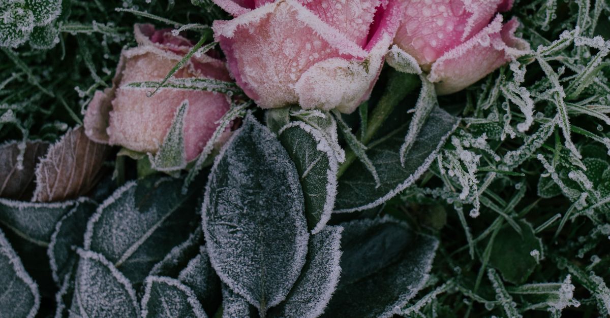 Florida Roses Frozen Photo of Frozen Roses · Free Stock Photo