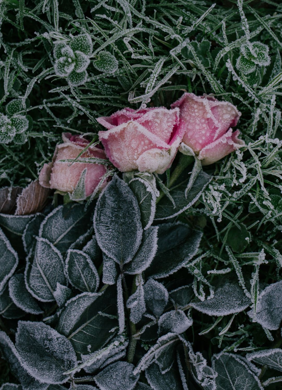 Florida Roses Frozen Photo of Frozen Roses · Free Stock Photo