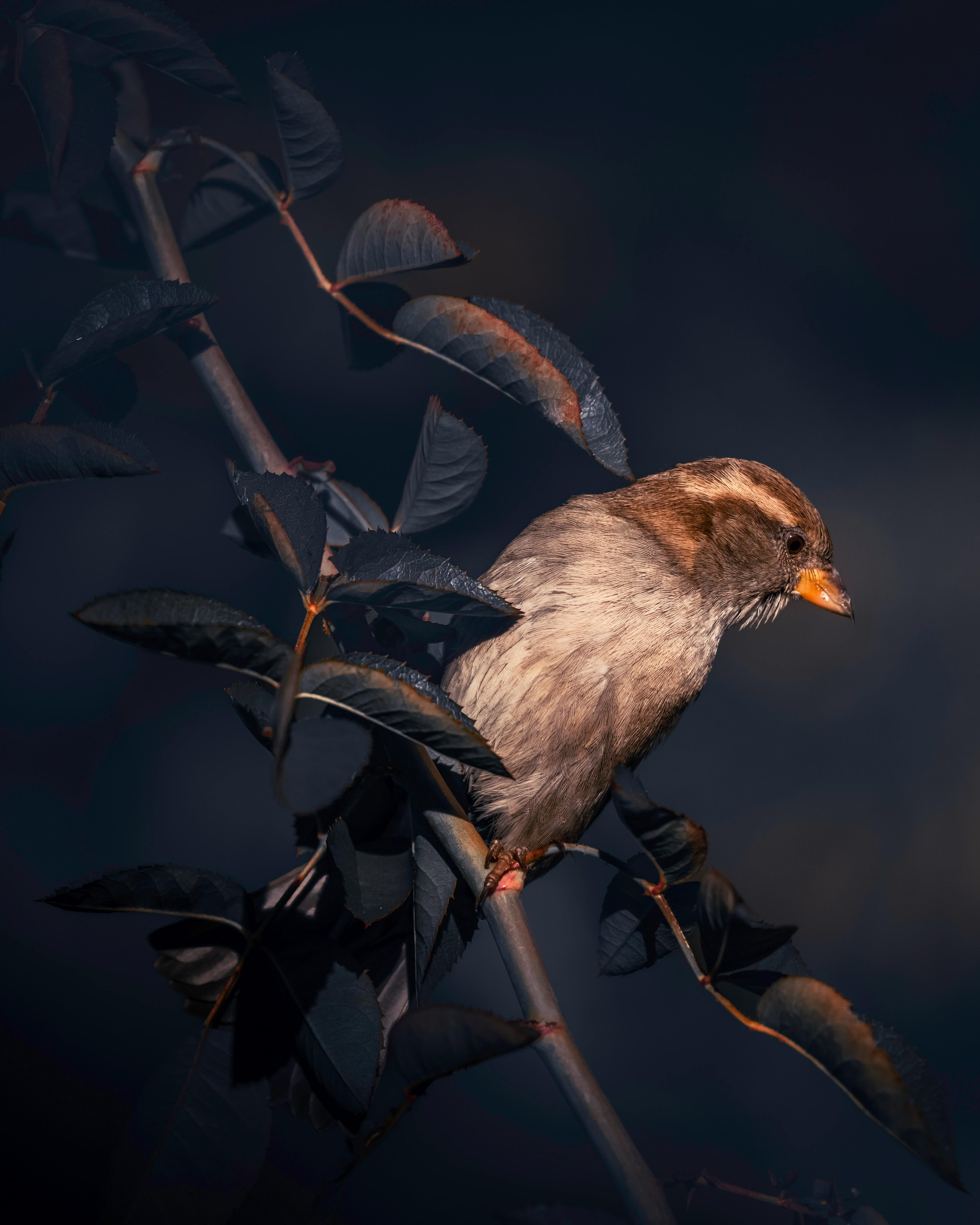 HD desktop wallpaper: Birds, Bird, Sparrow, Animal, Wind download free  picture #430124