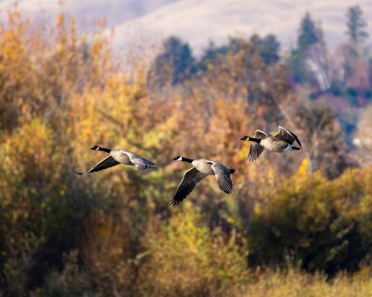 Close-Up Photo Of Geese Flying Mid Air