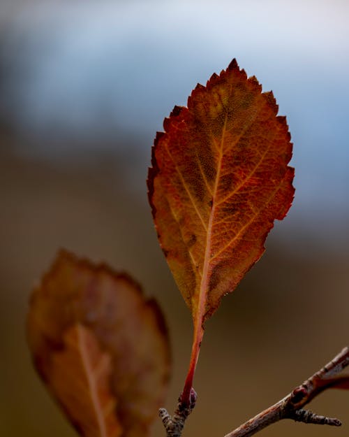 Close-Up Shot of Brown Leaf
