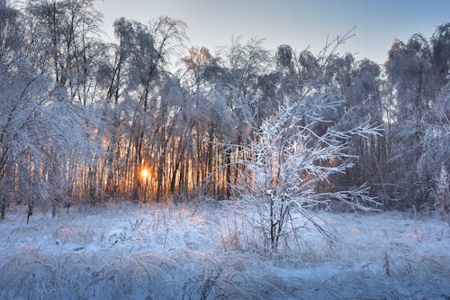 Kostenlos Вечер в зимнем лесу. Stock-Foto