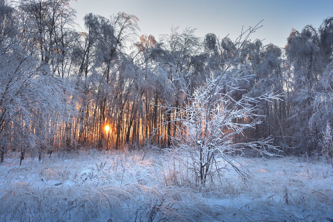 Trees with Snow