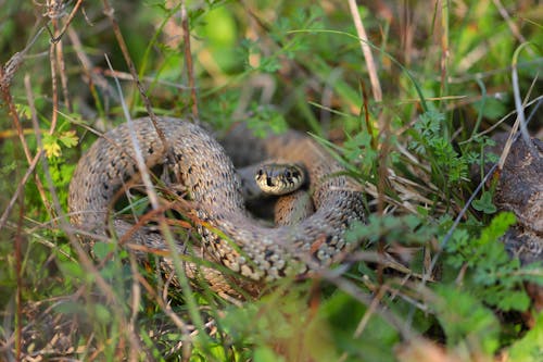 無料 ヘビ, 爬虫類, 草ヘビの無料の写真素材 写真素材