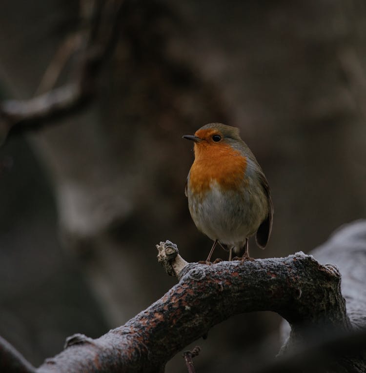 A Robin Bird On The Branch