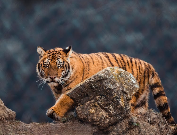 Tiger On Rock 