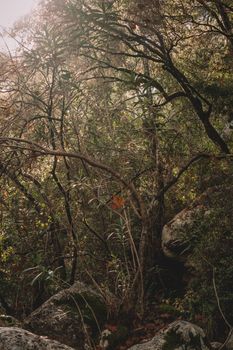 A tranquil view of a sunlit forest featuring lush green foliage and rocky terrain.
