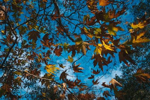 Fotos de stock gratuitas de árbol, foto de ángulo bajo, hojas