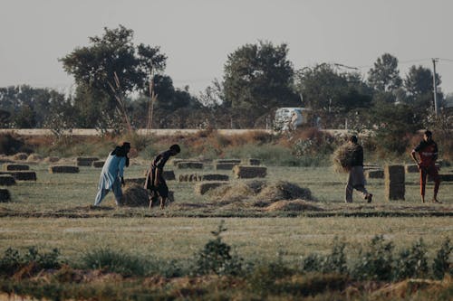 Foto d'estoc gratuïta de agricultors, agricultura, camp