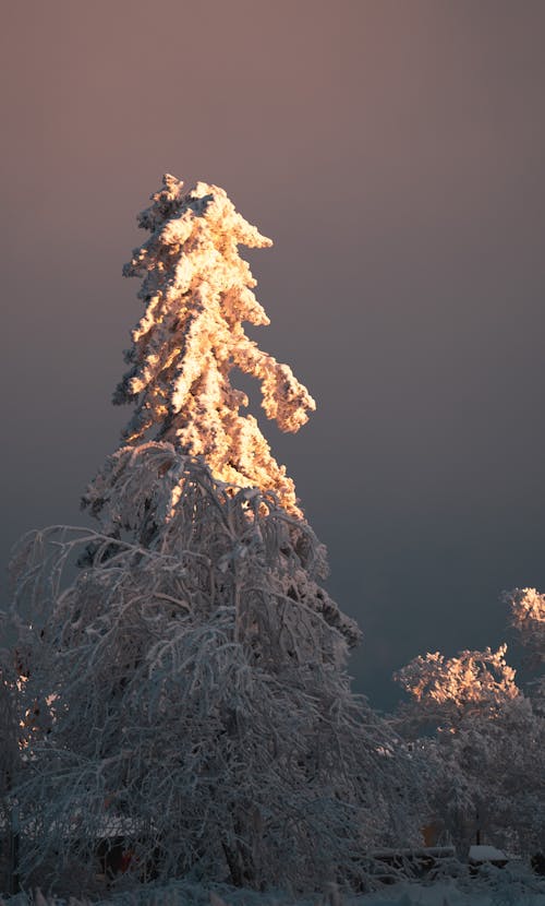 Photos gratuites de arbre, ciel gris, contre-plongée